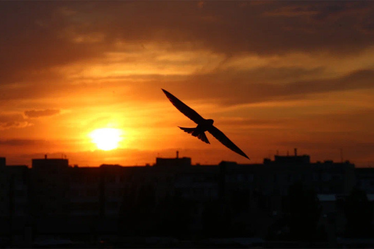 Мощнейшая магнитная буря обрушилась на Новосибирск и область