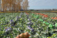 Урожайность овощей открытого грунта упала в Новосибирской области на 20%