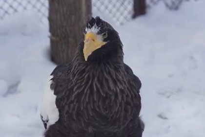 Особый брачный режим ввели в Новосибирском зоопарке
