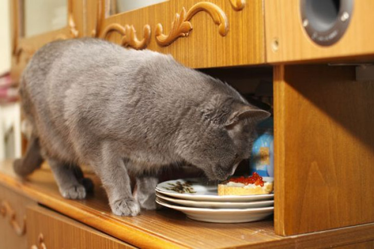 Дорогой кошачий корм украли из магазина в Новосибирске
