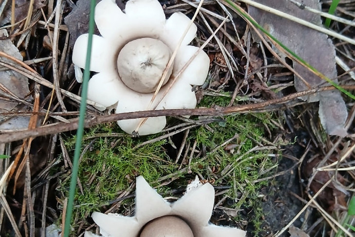 Ведьмин гриб нашла в лесу жительница Бердска