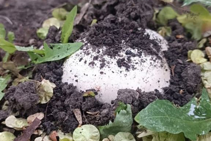 Шампиньоны выросли после заморозков в Новосибирской области