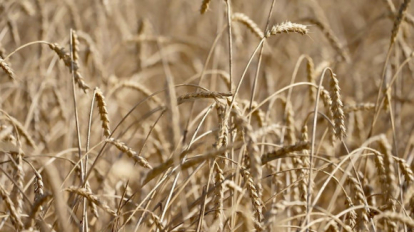 В Новосибирской области восстановили более 50 гектаров земель