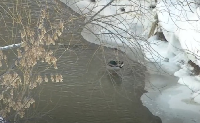 Источники загрязнения малых рек ищут в Новосибирске