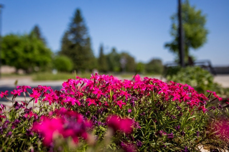 Ипомею и декоративную капусту высадят озеленители на клумбах Новосибирска