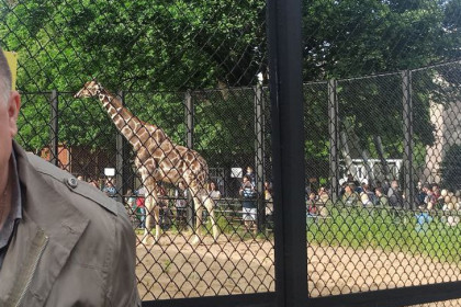 Жирафов и бегемотов из Африки привезут в зоопарк Новосибирска