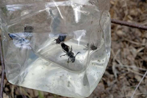 Вредоносные мухи-сирфиды появились в Новосибирске