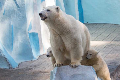 О самочувствии белых медвежат и голосовании за имена рассказали в Новосибирском зоопарке