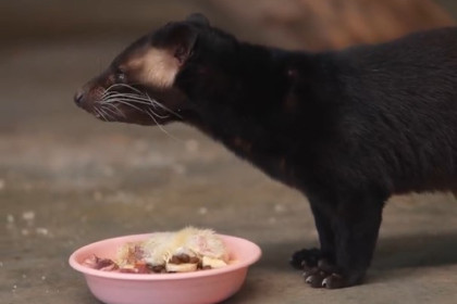 Впервые в России: детеныши пальмовых циветт появились в Новосибирске