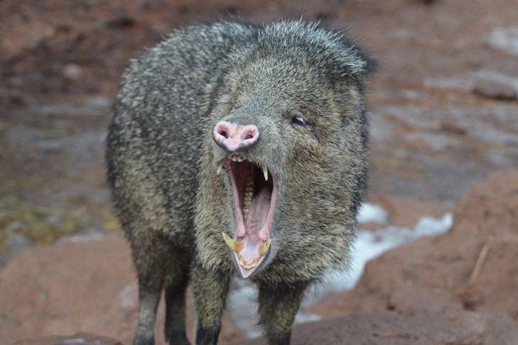 HD форматындағы ыстық испан әйелдерімен порно