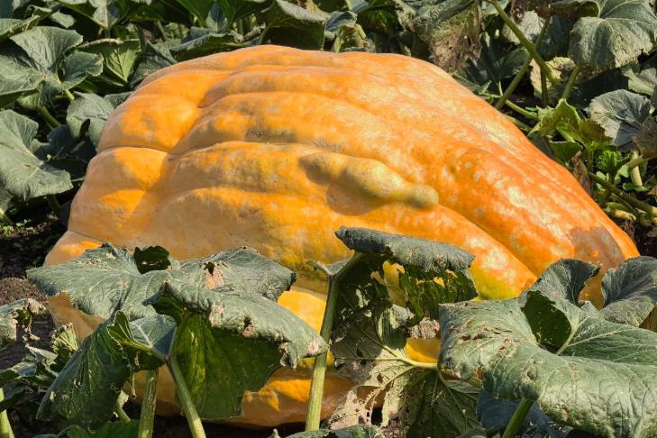 Выращенная под Новосибирском тыква-гигант отправилась на конкурс в Москву