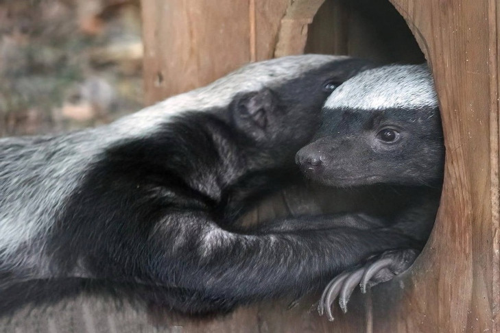 Самка медоеда подкинула детеныша зоологам Новосибирского зоопарка