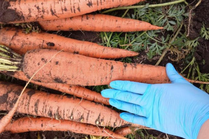 Морковка-дубина выросла на огороде жительницы Чулыма
