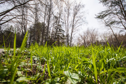 Рубить лес в Академгородке предлагают ученые