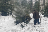 Беспилотники будут следить за заготовкой новогодних елок в Новосибирской области