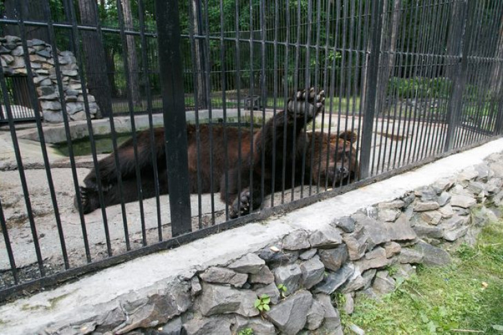 Аномальная жара в Новосибирске: животных в зоопарке поливают водой 