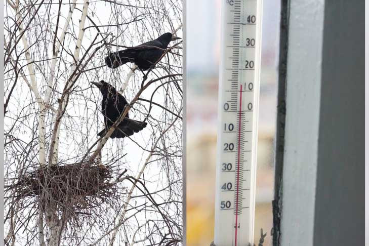 Грачи принесли жителям Новосибирской области потепление до +11 градусов