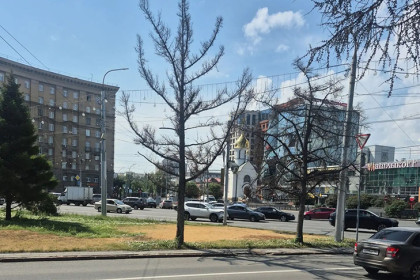 Опасные сухостои начали сносить в центре Новосибирска