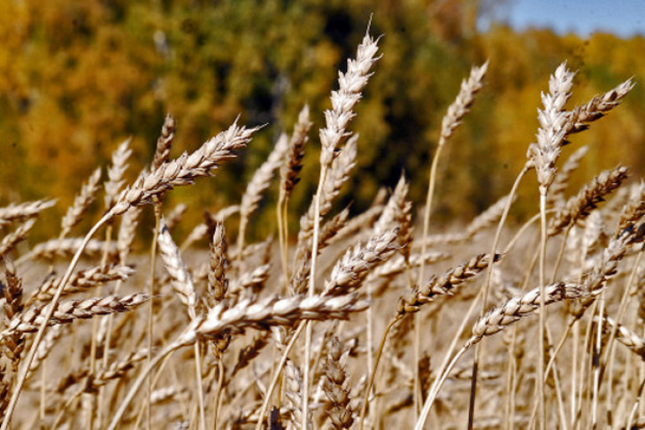 Первый миллион тонн зерна урожая 2019 года намолочен в области