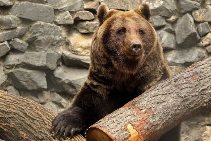 Берлоги для наблюдения за медведями построят в Новосибирском зоопарке