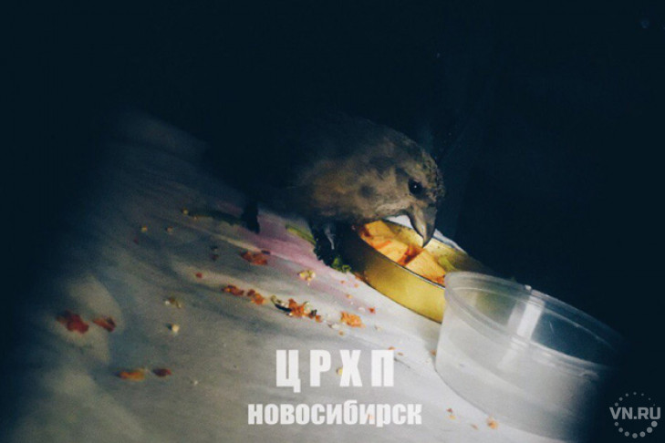 Северный попугай с волочащимся крылом ждет рентгена в Новосибирске