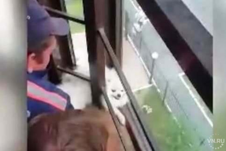 Собаку из плена на балконе освободили спасатели в Новосибирске