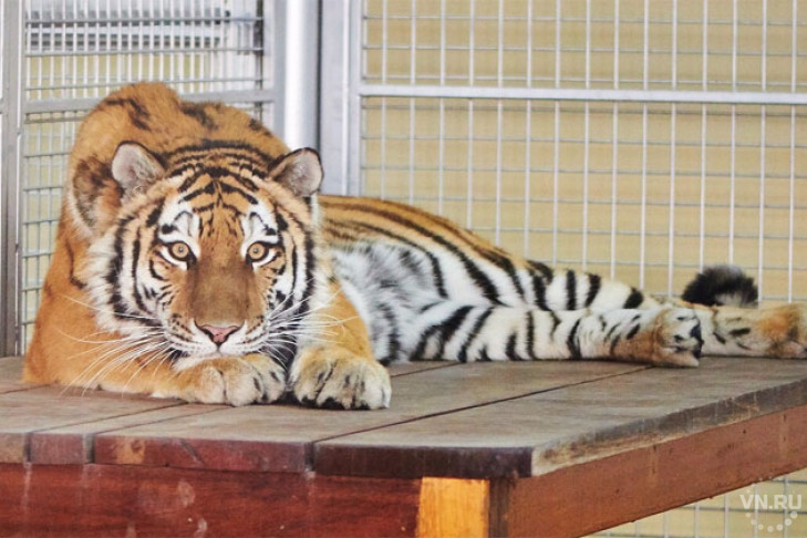 Молодую тигрицу из Новосибирска увезли в жаркие Арабские Эмираты