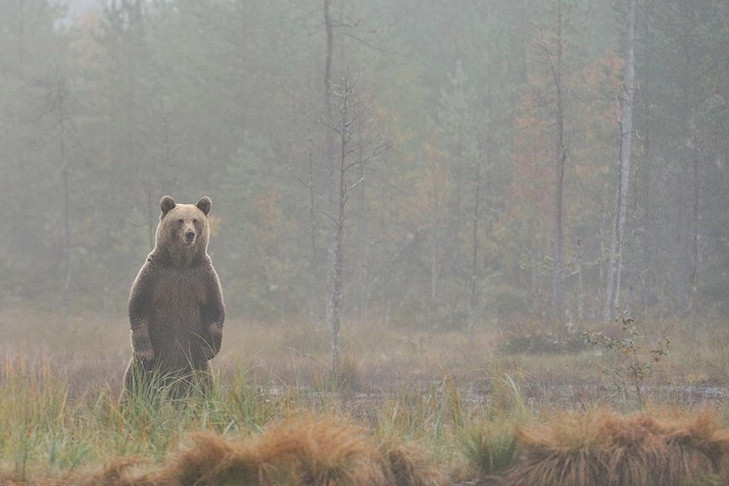 Медведя-мигранта ищут в Здвинском районе