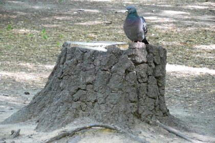 Минусовая температура ожидается в Новосибирске в Берещенье 11 апреля