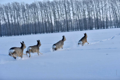 Аномальная миграция: косули массово пошли в Казахстан из Новосибирской области