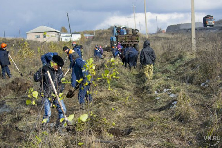 Сотрудники Сибирского Антрацита высадили 800 деревьев