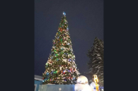 Четыре зеленые красавицы представят Новосибирскую область на Всероссийском конкурсе «Ёлки России»