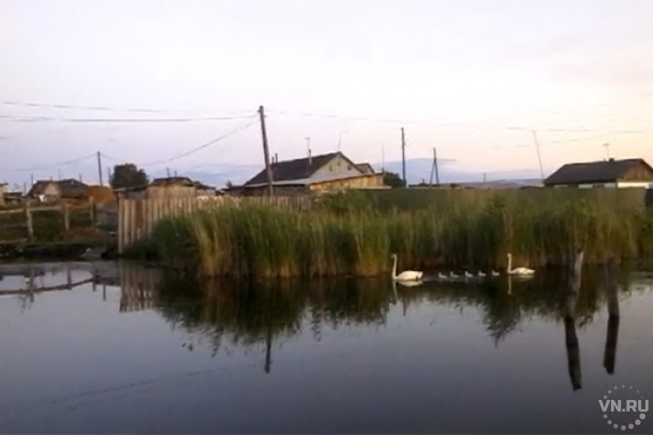 Лебеди плавают посреди села в Новосибирской области