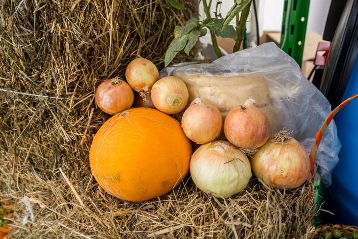 Точный срок уборки лука назвал новосибирцам агроном Мармулев