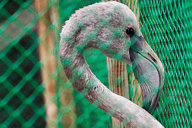 Фламинго-найденыш из Колыванского района получил постоянную прописку в Новосибирском зоопарке