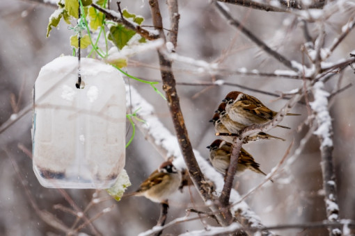 О последствиях исчезновения воробьев в Новосибирске рассказали орнитологи
