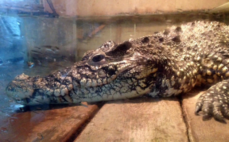 Сиамского крокодила подарили томичам таможенники Новосибирска