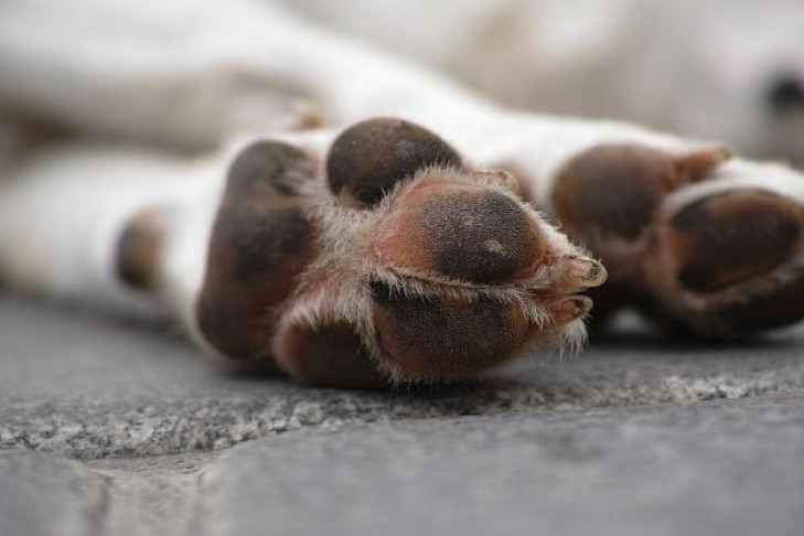Похороны собаки во дворе возмутили новосибирцев