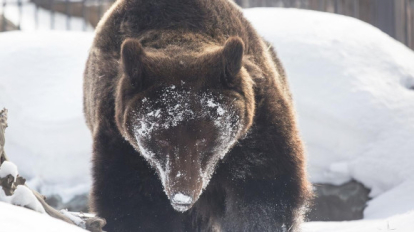 В Новосибирском зоопарке отметили День медведя
