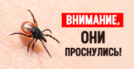 Бердчанам сообщают: «Клещи проснулись и готовы нападать!»