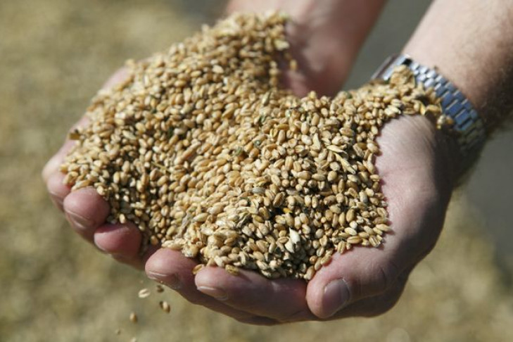 Миллион тонн зерна собрали в Новосибирской области