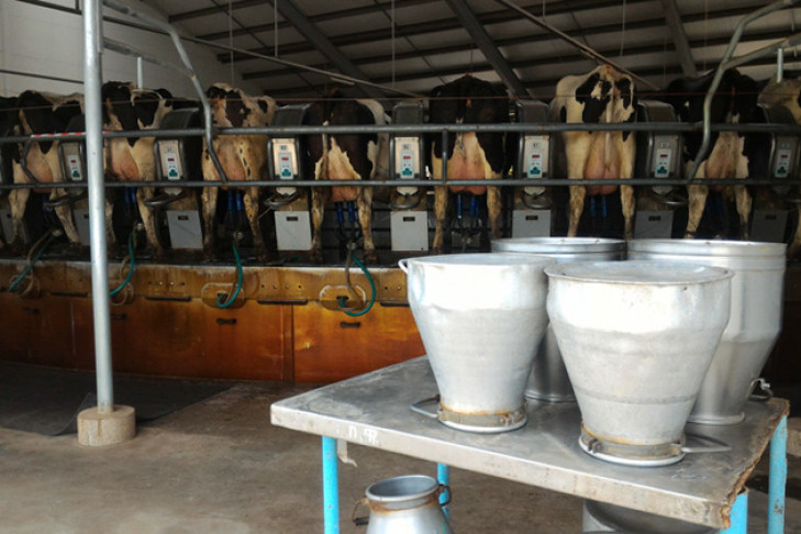 Производители молока бедствуют в Кыштовке