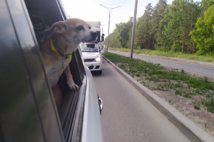 В Новосибирске за 15 лет заменят 210 остановок общественного транспорта