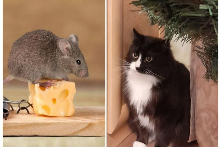 О бесполезности домашних кошек в борьбе с мышами рассказал биолог Яновский  | VN.RU