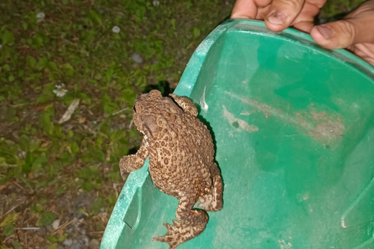 Редкостные жабы добрались до новосибирской глубинки