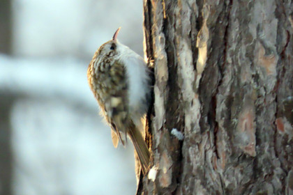 Редкую птицу времен Аристотеля заметили на сосне в Новосибирске