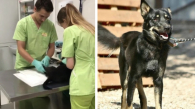 Щенка Старлея со сломанными костями спасли бойцы в зоне СВО
