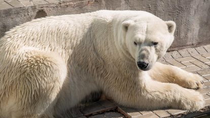 Новосибирский зоопарк объявил конкурс на имя для медвежонка