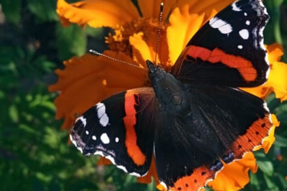 Бабочки адмирал массово мигрируют через Новосибирск