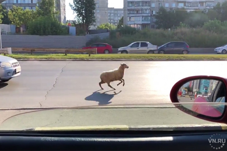 Овца пронеслась по улице Ипподромская в Новосибирске